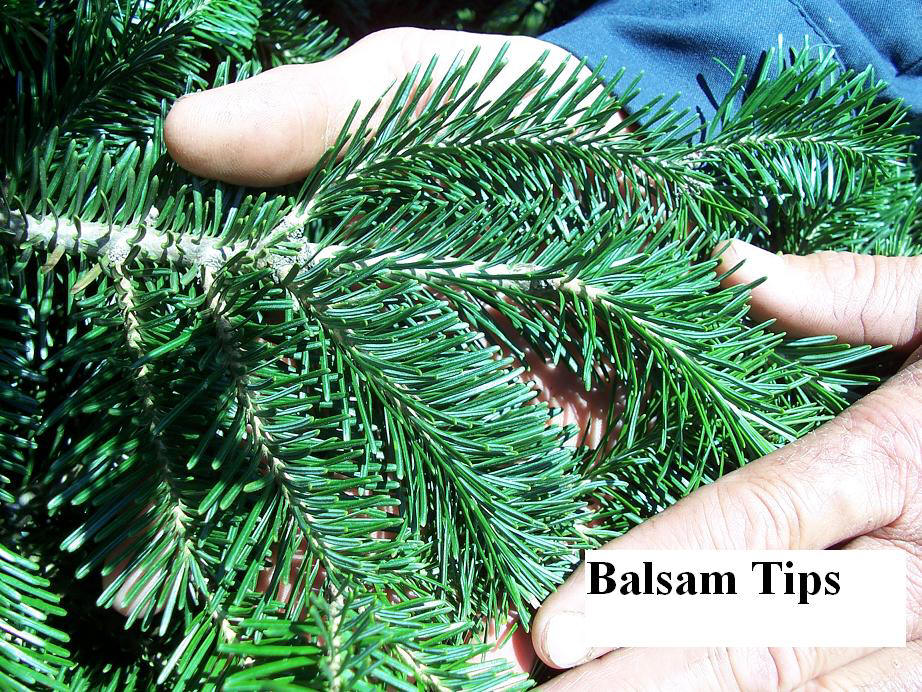 Pics and Phots of Evergreen Tips Balsam Fir, Fraser Fir, Douglas Fir